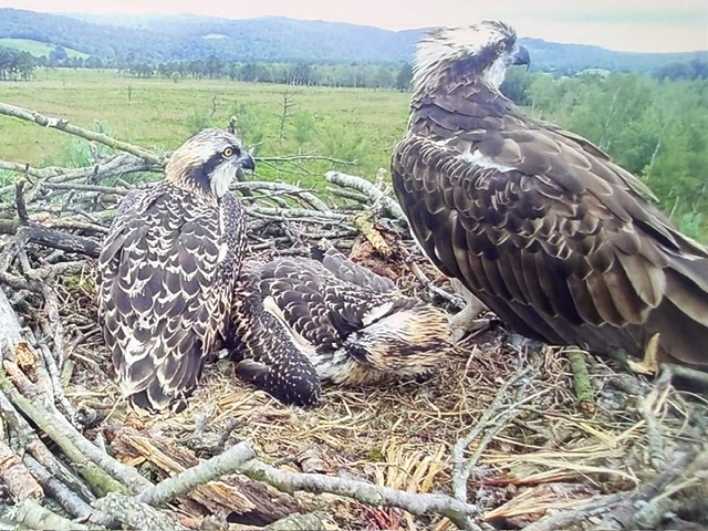 Ospreys